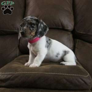 Maui, Dachshund Puppy